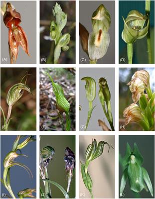 Evolutionary Relationships and Range Evolution of Greenhood Orchids (Subtribe Pterostylidinae): Insights From Plastid Phylogenomics